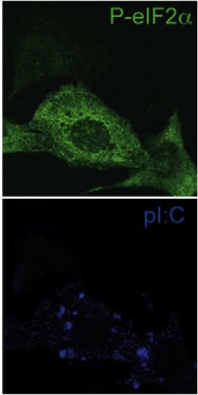 Figure 1. K1 antibody is used to detect dsRNA in MEFs treated with poly I:C (lower panel). Presence of dsRNA is concomitant with phosphorylation of eIF2a and thus protein synthesis arrest (upper panel). Figure taken from Clavarino et al.(2012) PLoS Pathog 8:e1002708.